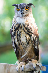 Close-up portrait of owl perching outdoors