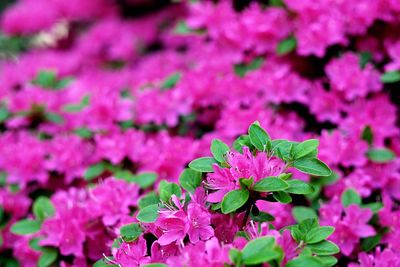 Close-up of pink flowering plant