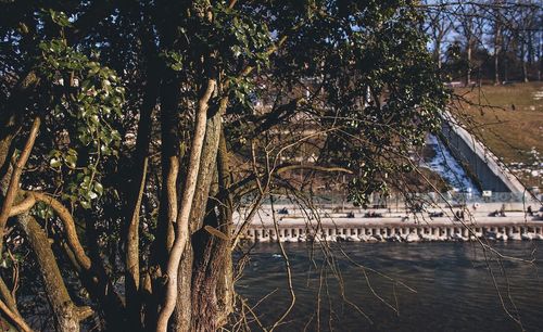 Reflection of trees in water