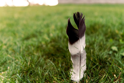 Close-up of a horse on field