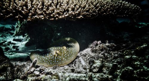 Fish swimming in sea