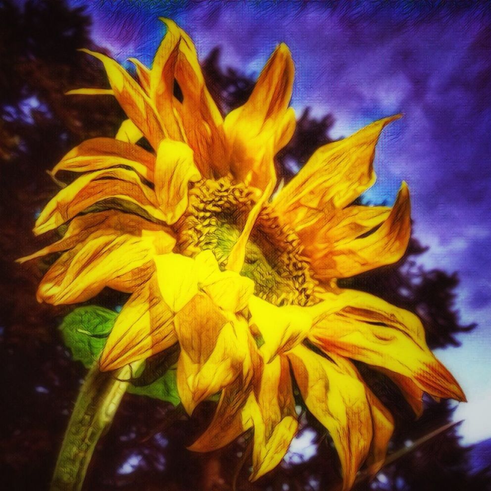 flower, yellow, petal, fragility, flower head, freshness, beauty in nature, growth, close-up, nature, plant, focus on foreground, blooming, sky, outdoors, no people, blue, in bloom, selective focus, day, botany, tranquility, pollen, blossom, cloud - sky