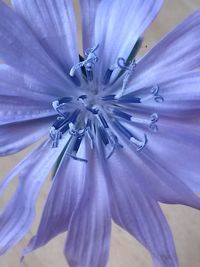 Close-up of purple flowers