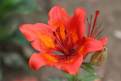 Close-up of orange flower