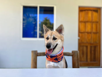 Close-up of dog