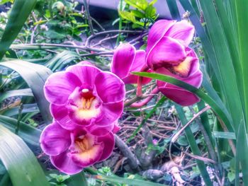 Close-up of pink flowers blooming outdoors