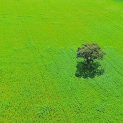 High angle view of swamp on field