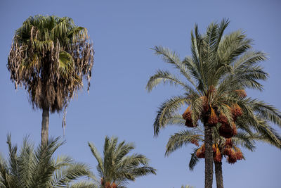 Low angle view of coconut palm tree against clear blue sky