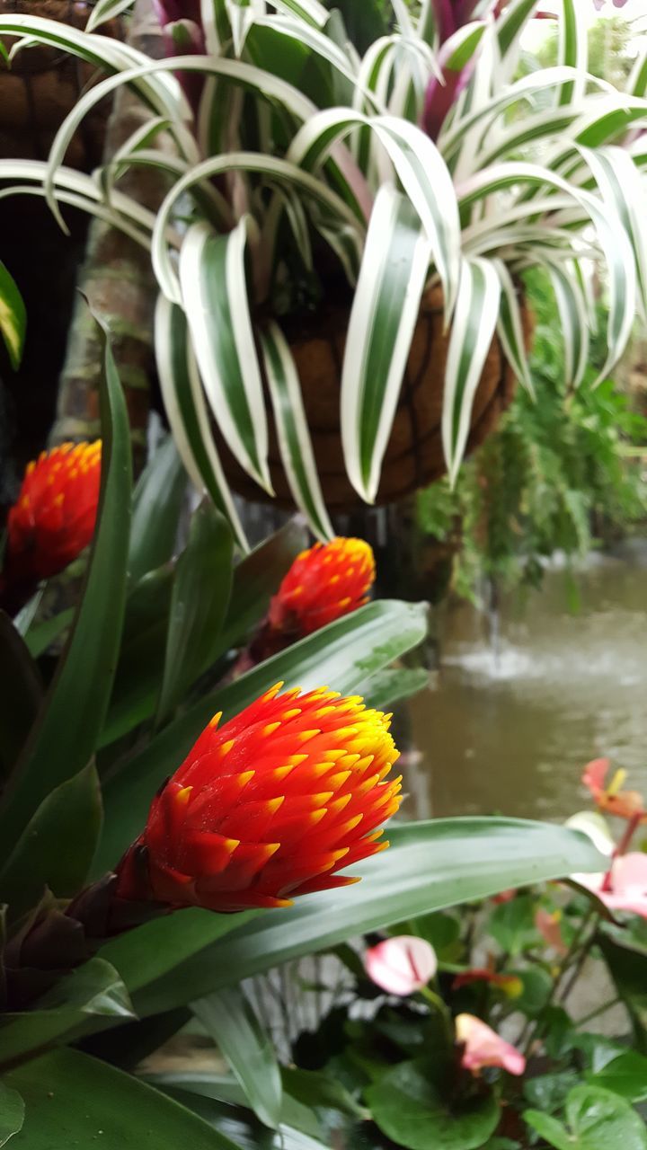 CLOSE-UP OF FLOWERING PLANT AGAINST BLURRED BACKGROUND