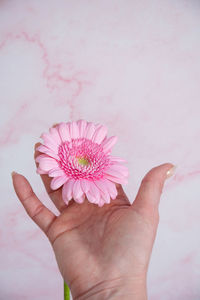 Hands of a woman with imperfect manicure with with pink gel polish and gerbera