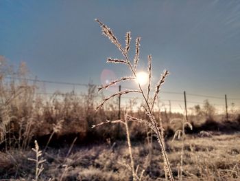 Plants on field against sky