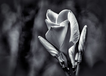 Close-up of flower blooming outdoors