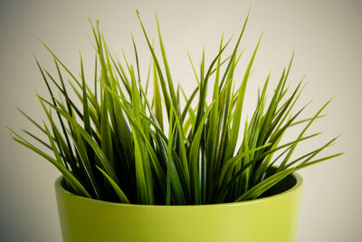 Close-up of potted plant