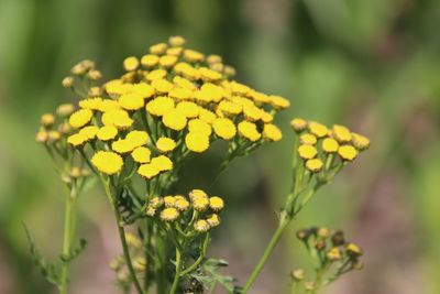 Close-up of yellow flowering plant