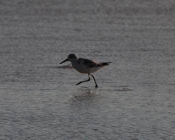 Bird on lake