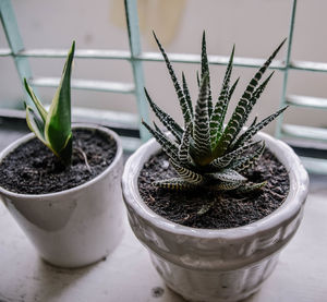 Close-up of potted plant