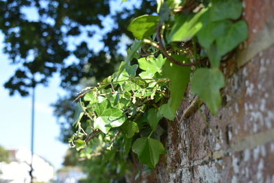 Close-up of ivy growing on tree