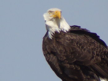 Low angle view of eagle against clear sky