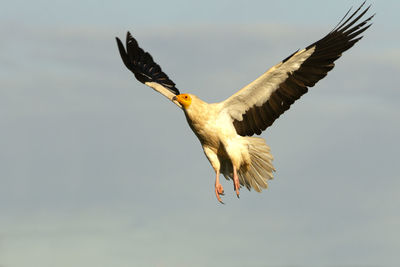 Low angle view of eagle flying in sky