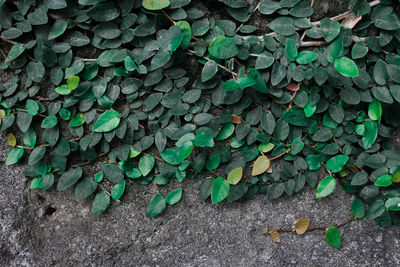 High angle view of ivy growing on field