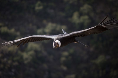 Close-up of eagle flying