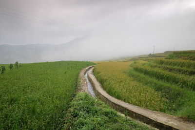 Amazing fields of rice in northern china, stunning backdrops d.y