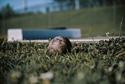 Close-up of shot put ball on grassy field