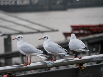 Close-up of seagull perching on railing