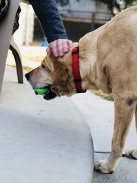 Midsection of man with dog