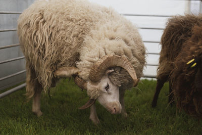 A ram is scratching