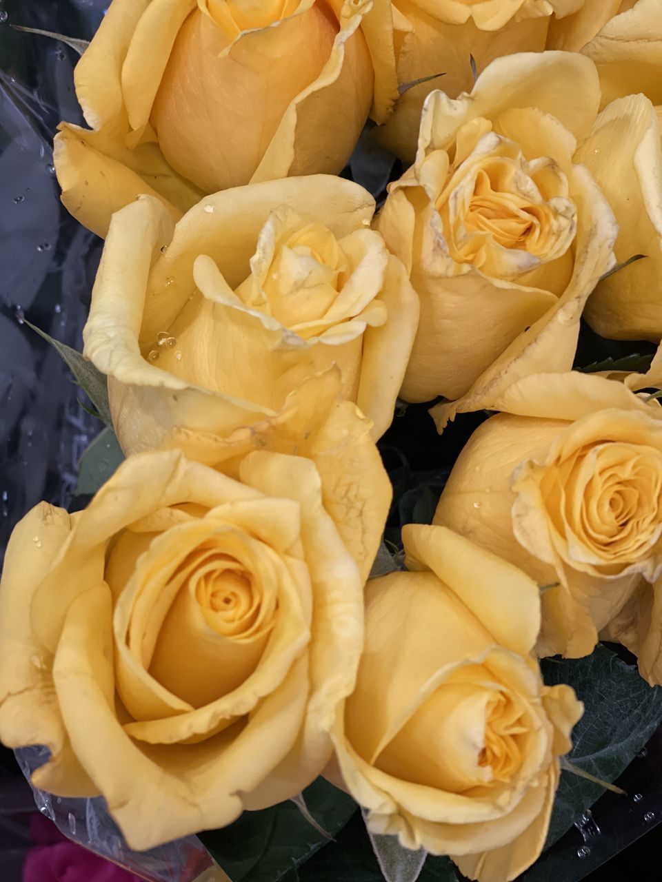 HIGH ANGLE VIEW OF ROSE BOUQUET ON PLANT