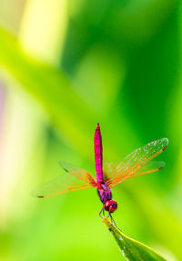 Close-up of insect on plant