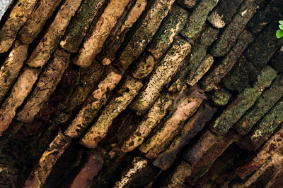 Full frame shot of tree trunk
