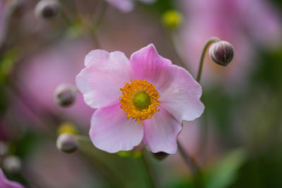 Close-up of pink flower