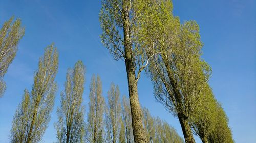 Low angle view of trees against sky