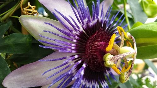 Close-up of purple flowering plant