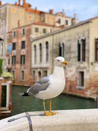 Close-up of seagull perching on retaining wall