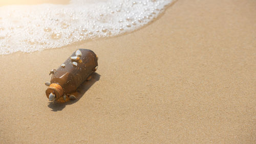 High angle view of crab on beach