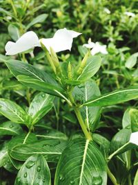 Close-up of fresh green plant