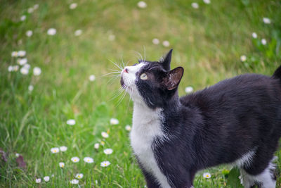 View of a cat on field