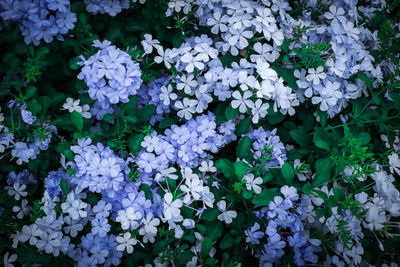 Close-up of flowers