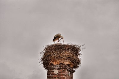 Bird perching on nest against sky