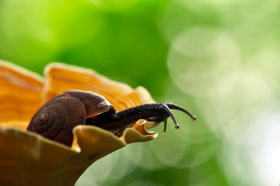 Close-up of insect on leaf