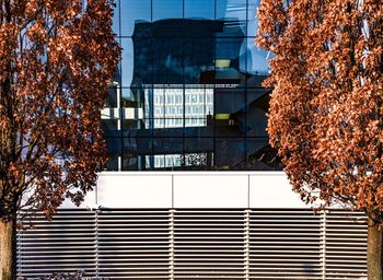 Low angle view of trees against building