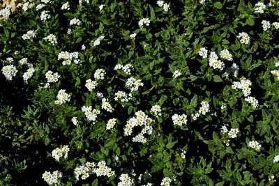 White flowering plants on field