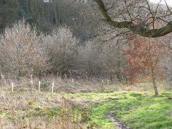 Scenic view of field