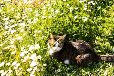 Cat lying down on grass
