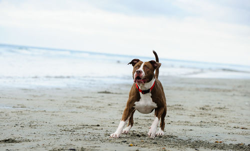 Dog on beach against sky