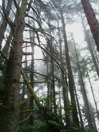 Low angle view of trees in forest