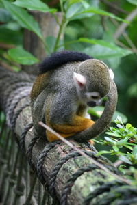 Close-up of squirrel on tree branch